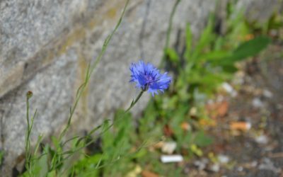 3ème édition de la semaine du développement durable. 19/11 au 23/11/18